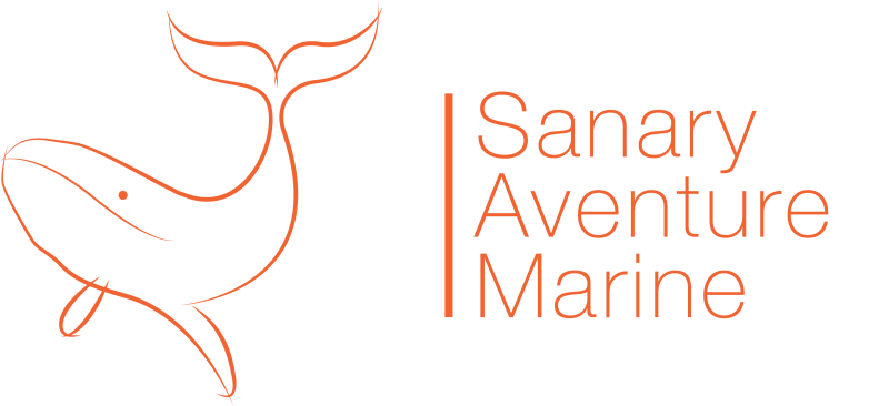 Rencontrer des dauphins et des baleines en Méditerranée c'est possible !